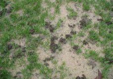 Regenwurmlosung im Rasen