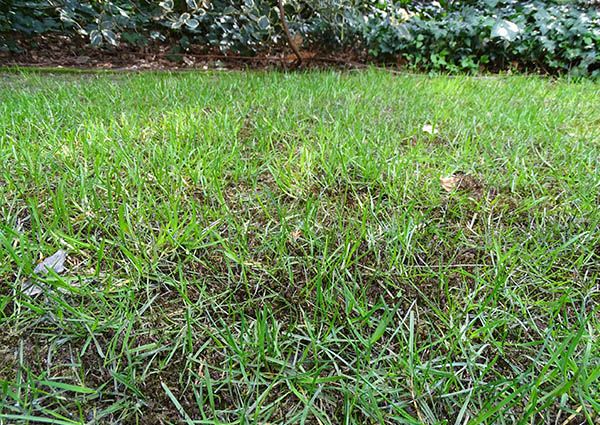 Moos im Rasen jetzt zurückdrängen