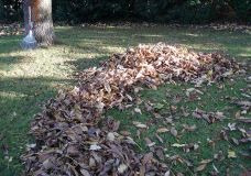 Rasen – auch ein Thema bei der BUGA Heilbronn