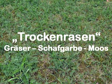 Trockenheitstolerante Mischungen zur Wiederbelebung des braunen Rasens
