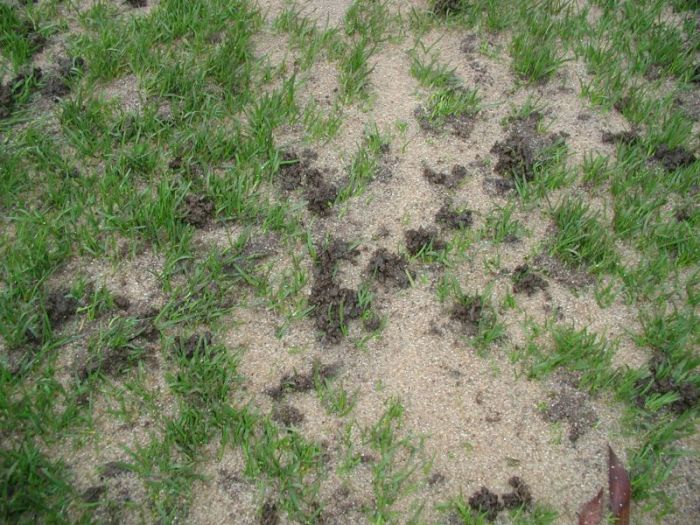 Regenwurmlosung im Rasen