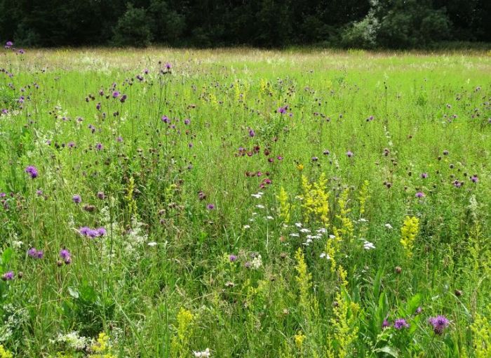 Magerwiesen in der  Emsaue bei Telgte