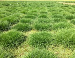 137. DRG-Rasenseminar