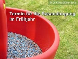 Wann ist der richtige Termin für die Frühjahrsdüngung  des Rasens?