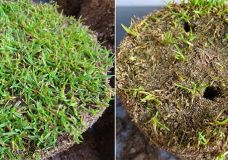 Geschädigte Rasennarbe