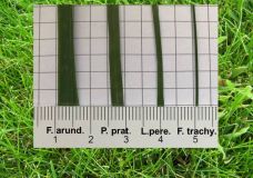 Blattbreite von Rasengräsern ist vielfältig