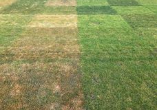 Herbstaspekt von Rasengräsern