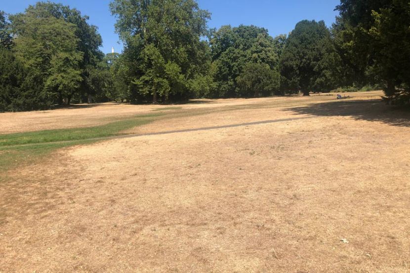 Rasen braucht Wasser