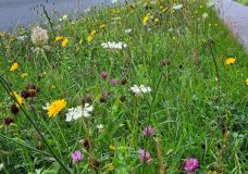 Straßenbegleitgrün kann  vielfältig sein