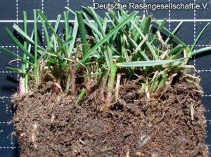 Rohr-Schwingel (Festuca arundinacea)