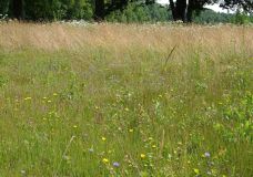Insekten-Beobachtung auf dem Golfplatz