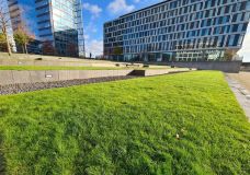 Rasen als Verbindungsglied