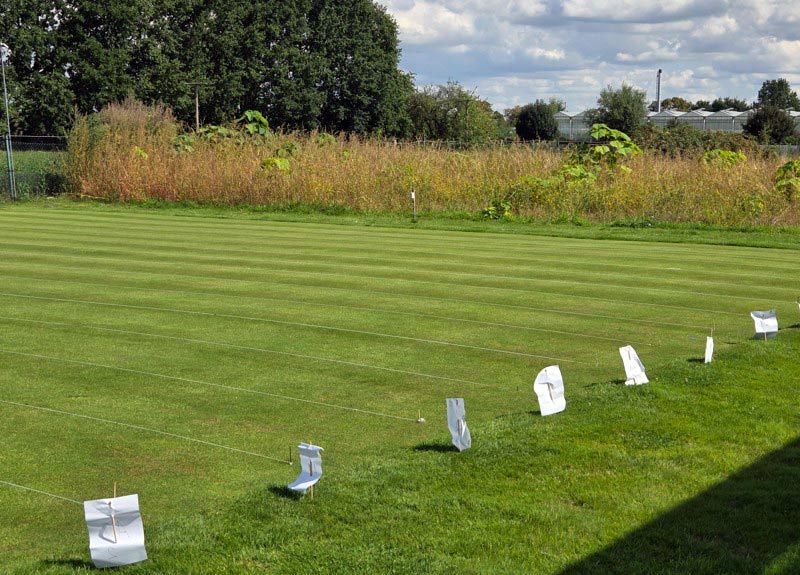 Systematisch angelegte Versuchsfläche mit Parzellenkennzeichnung