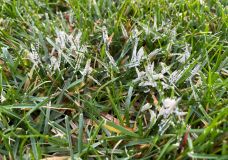 Schleimpilze im Rasen – Verwechslungsgefahr mit Schneeschimmel