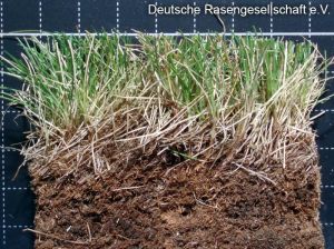 Horstrotschwingel  (Festuca rubra commutata)