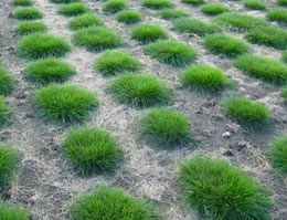 Prüfung der Eignung von Rasengräser-Sorten durch Bundessortenamt