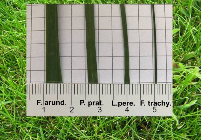 Blattbreite von Rasengräsern  ist vielfältig