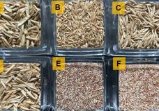 Rasensamen sind Spelzfrüchte der Gräserarten.