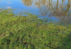 Ausweich-Rasen-Parkplatz