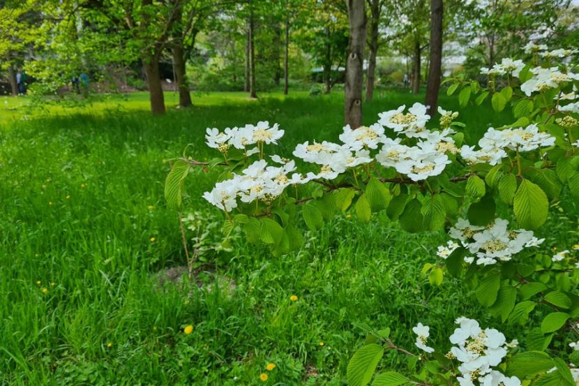 Frühlingsgefühle durch frisches Grün und Blüten