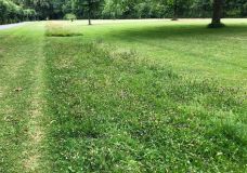 Vielfältige Nutzung des Rasens im Öffentlichen Grün.