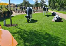 Rasen als „Objekt-Wiese“