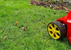 Der erste Rasenschnitt im März