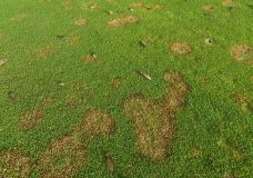 Schneeschimmel-Befall verursacht Schäden an der Rasennarbe