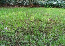 Moos im Rasen jetzt zurückdrängen