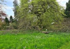 Rasen wird zur Grünfläche