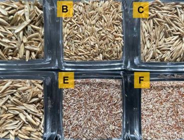Rasensamen sind Spelzfrüchte der Gräserarten.