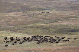 Gemäßigtes Grasland: Prärie