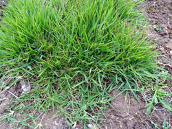 Ausläuferbildung des Zoysiagrases (Zoysia japonica)