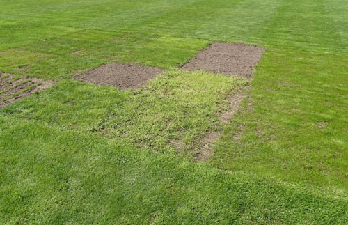 Entwicklung der Neuansaaten im April 2017