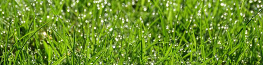 Regel-Saatgutmischung