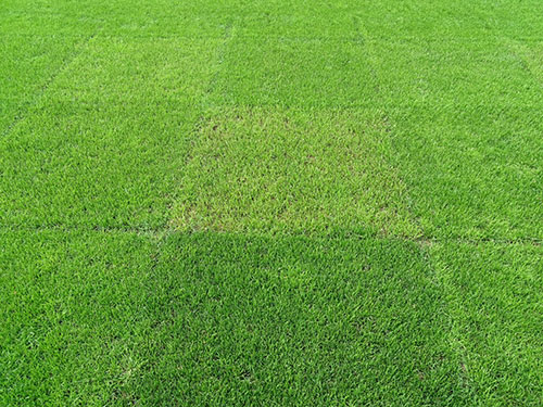 Abb. 2: Test-Parzellen mit Lolium perenne-Reinsaaten. In der Mitte Futtersorte hell und lückig, ungeeignet für Rasen.