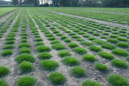 Einzelpflanzen im Zuchtgarten. 