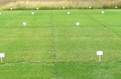 Prof. Dr. Wolfgang Versuchsparzellen mit diversen Rasenmischungen