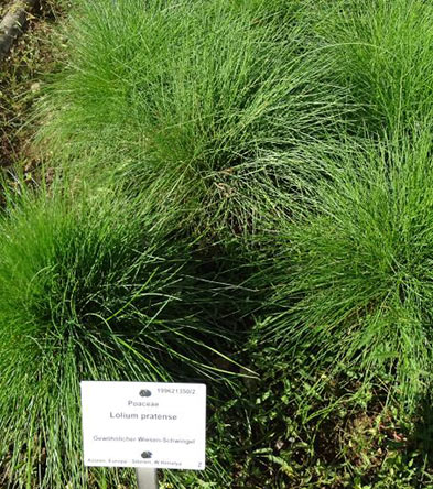 Festuca pratensis (Synonym Lolium pratense, re.)