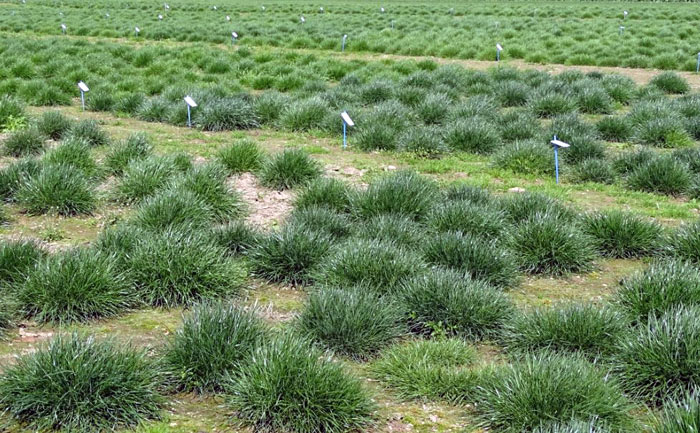 Einzelpflanzen im Zuchtgarten Rasengräser