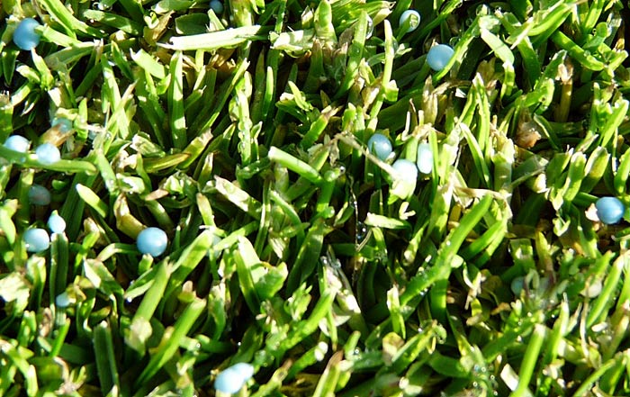 Rasendüngung im Frühjahr