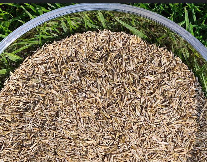 Rasenmischung gemäß RSM Typ 2.3 mit Festuca rubra, Lolium perenne  und Poa pratensis.