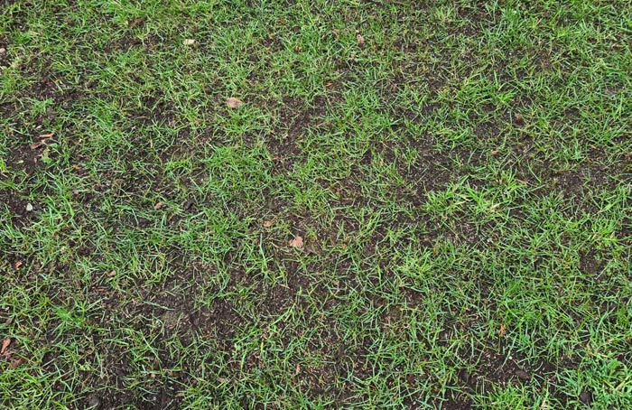 Ausreichender Deckungsgrad der Altnarbe für eine Nachsaat.