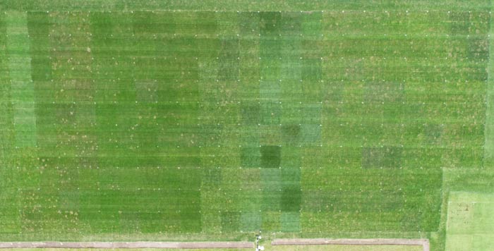 In der dreijährigen Prüfung des BSA werden die Sorten auf ihre Eignung in den verschiedenen Rasentypen geprüft 