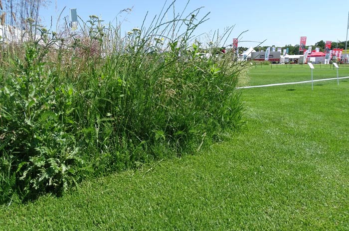 RSM-Rasenmischungen und Regio-Ansaaten in direkter Nachbarschaft bei der Sonderschau Rasen in Eisenach.
