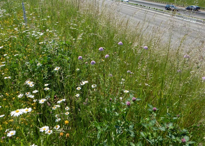 Entwicklung einer Regio-Mischung oberhalb der Autobahnbegrünung.