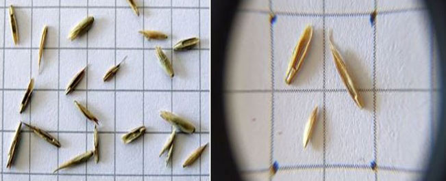 Verteilung einer Saatmenge von 30.000 Körnern pro Quadratmeter (li.), Nahaufnahme (re.) von drei Saatkörnern pro Quadratzentimeter (Lolium perenne/ Festuca rubra/ Poa pratensis).