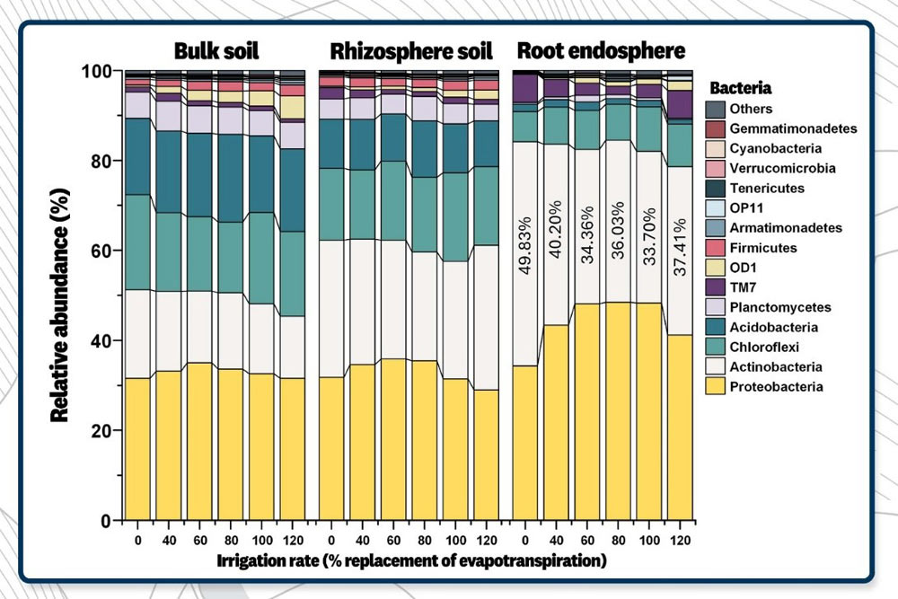 Relative Häufigkeit von Bakteriengemeinschaften auf phylogenetischer Ebene unter dem Einfluss von sechs verschiedenen Bewässerungsraten (0 %–120 % Ersatz der Evapotranspiration) in drei verschiedenen Mikrohabitaten (Gesamter Boden, Rhizosphärenboden und Wurzelendosphäre). 