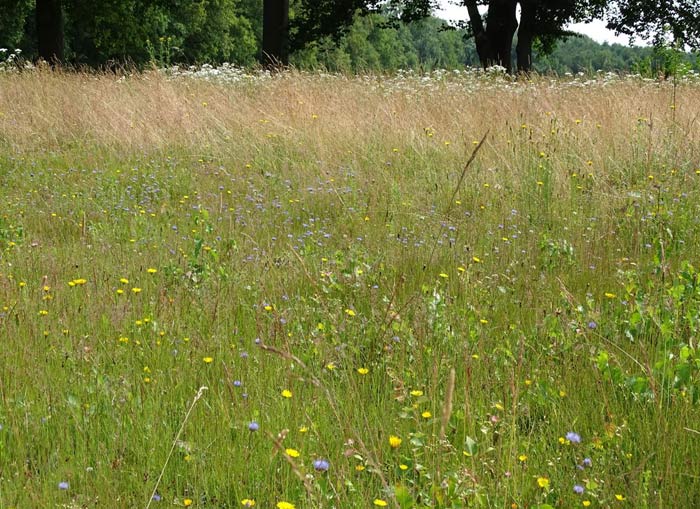 Insekten-Beobachtung auf dem Golfplatz