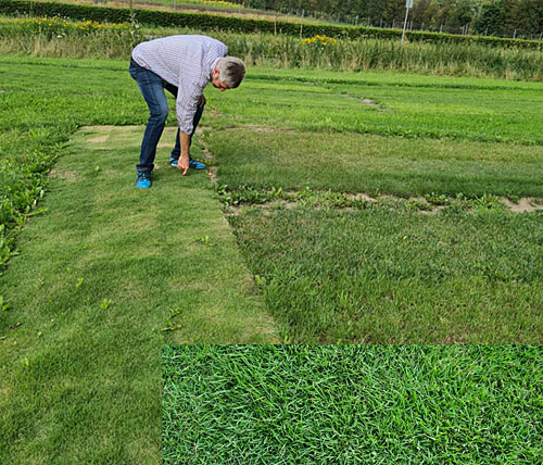 Rasenversuche HS Osnabrück